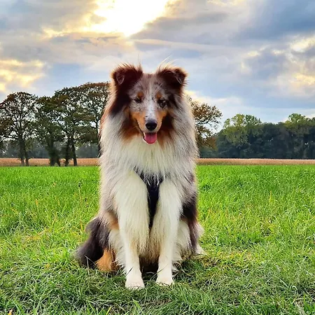 Tinyhouse Mit Terrasse Und Garten بيت للعطل *